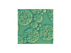 宜興賽爾生物提供無錫免疫佐劑，價