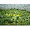 濰坊西瓜專用膜報(bào)價(jià)_山東西瓜專用膜