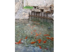 上海市別墅景觀魚池水凈化技術(shù)